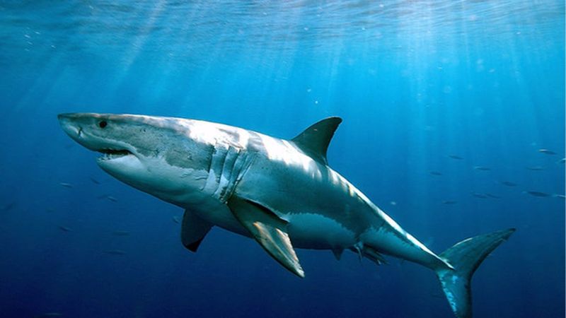 Cá Mập Trắng