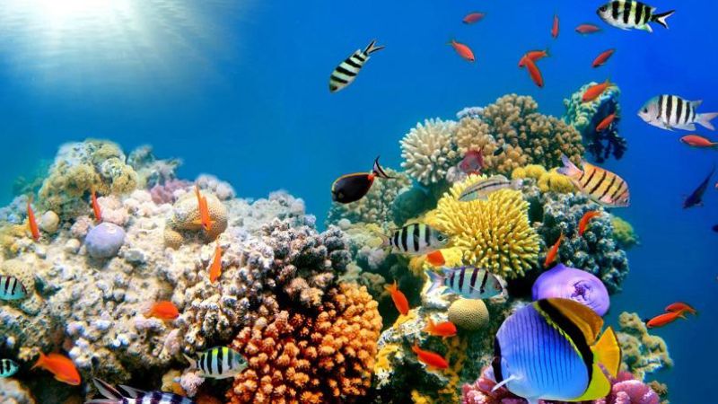 Động Vật Biển