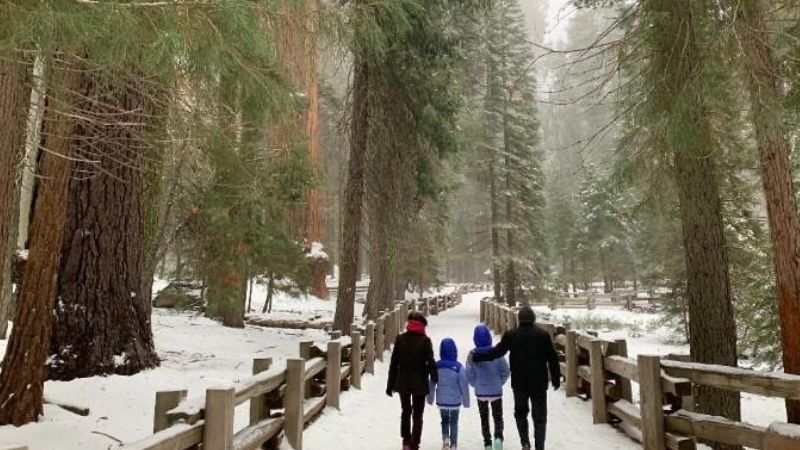 Ghé thăm Tướng quân Sherman và Khu rừng khổng lồ