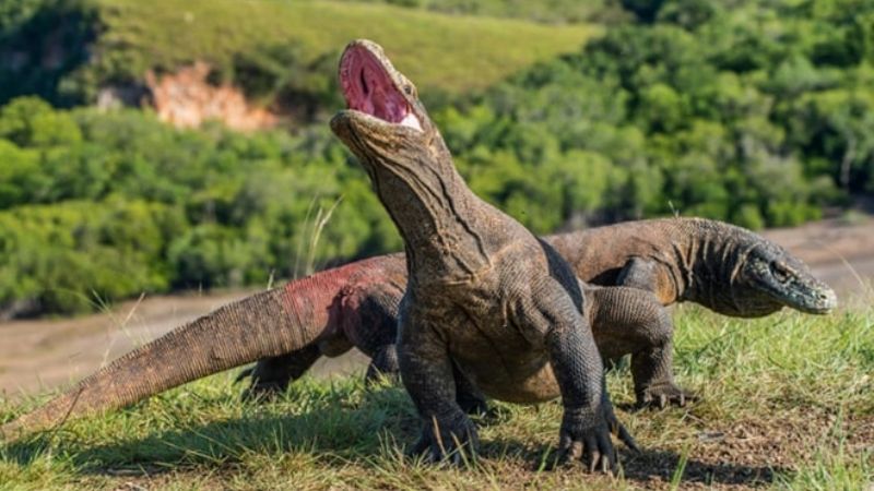 Hòn đảo Komodo, Indonesia