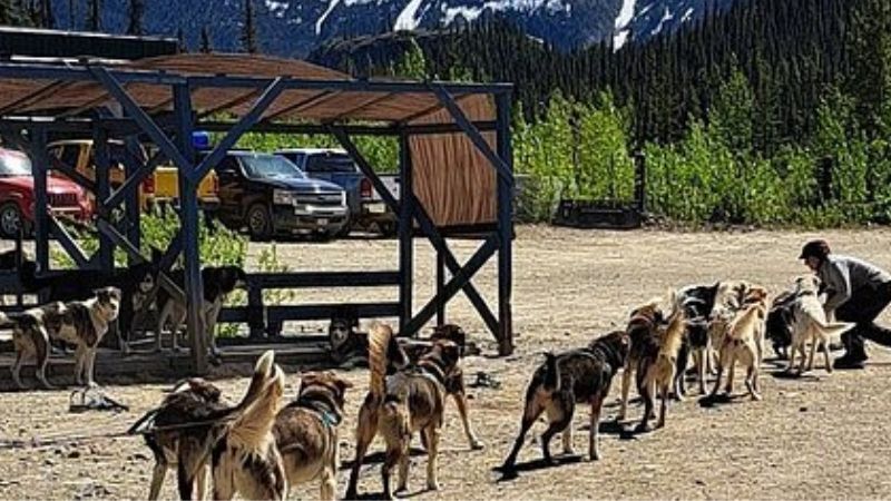 Trang trại chó Alaska ở Skagway