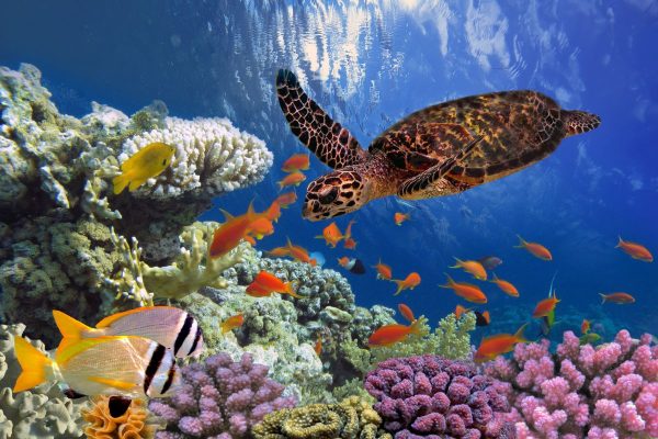 sinh vật biển đặc biệt nhất thế giới