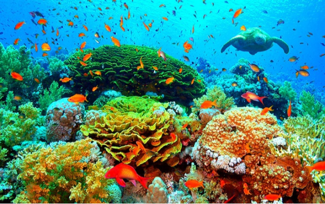 12 loài sinh vật biển đặc biệt nhất thế giới