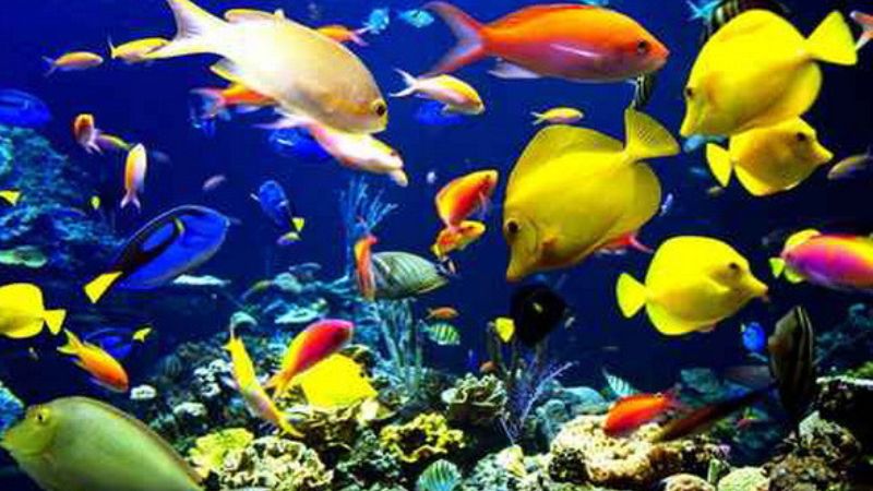 Tổng hợp 12 loài sinh vật biển đặc biệt nhất thế giới