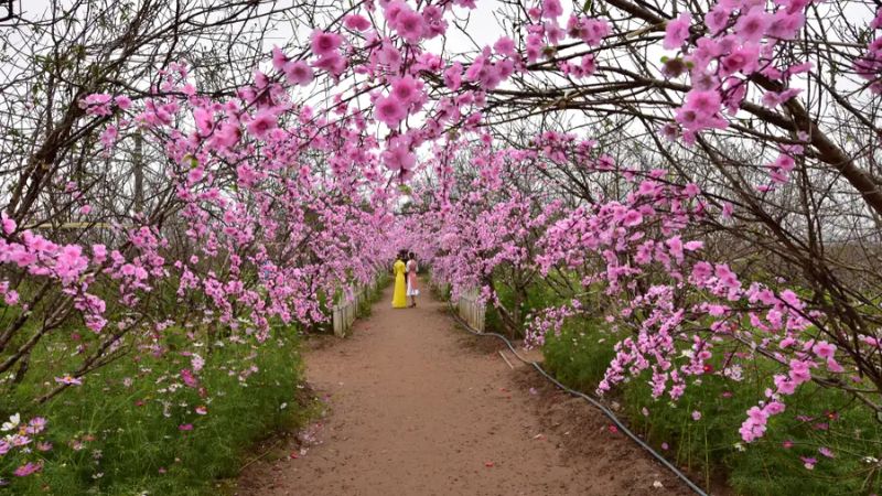 Top 13 điểm đến mùa xuân sẽ mê hoặc bạn